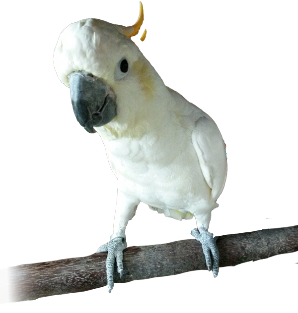 Rouffi-OiseauDroit-Voir-promo