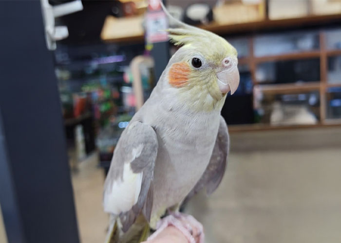 Roufi-Services-Oiseaux