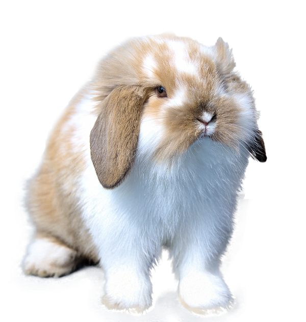 Rouffi-LapinBelierGauche-Voir-promo