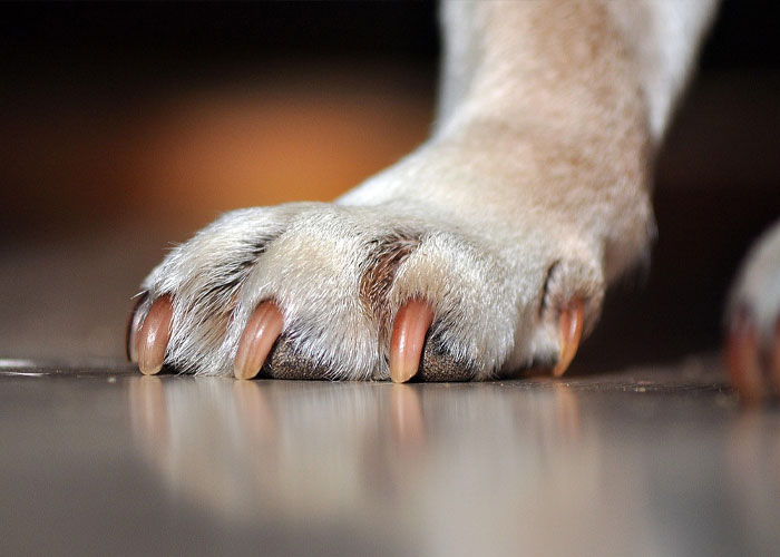 Roufi-Services-Coupe-griffe