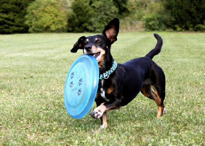 Roufi-Services-Produit-Animaux